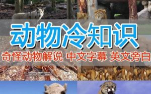 外面卖1699的国外纪录片解说（动物解说、美食、动画片）稳过中视频-第一资源库